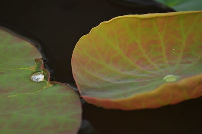 Close-up of flowering plant against blurred background