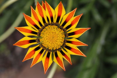 Close-up of orange flower