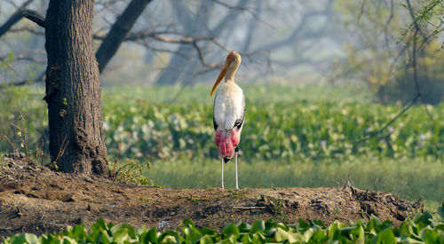 Birds on field