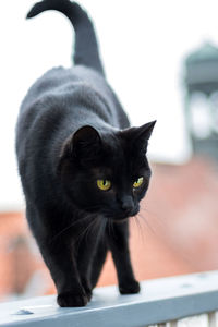 Close-up portrait of black cat