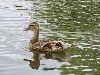 Duck swimming in lake