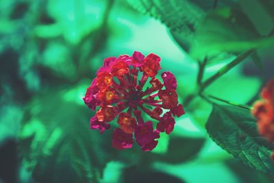 Close-up of red flowering plant