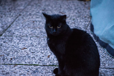 Portrait of black cat sitting outdoors