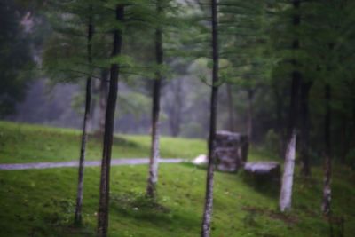 Trees on field in forest