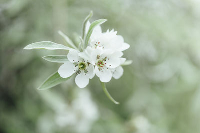 Close-up of white cherry blossom