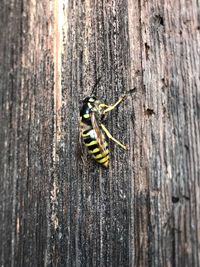 Close-up of insect on tree trunk