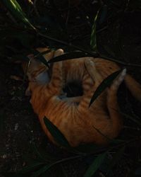 High angle view of cat sleeping on field