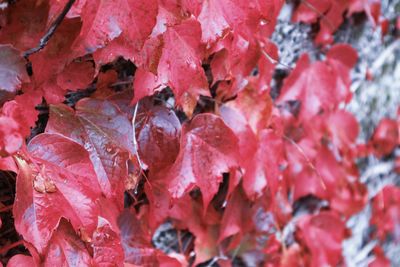 Full frame shot of red leaves