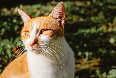 Close-up of a cat