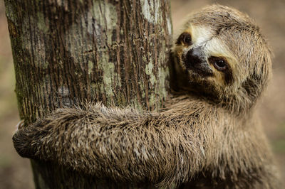 Close-up of three-toed sloth on tree trunk