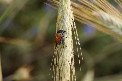 Close-up of ladybug on plant