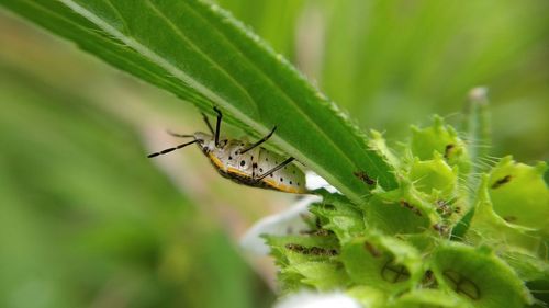 Close-up of insect on leaf