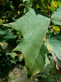 Close-up of water drops on leaves