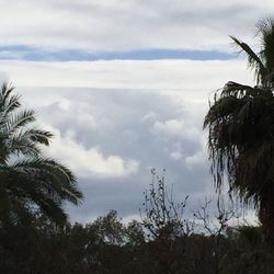 Palm trees against cloudy sky