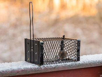 Close-up of mouse in cage