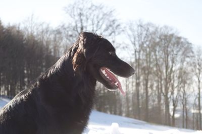 Close-up of a dog looking away