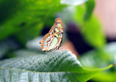 Butterfly on leaf