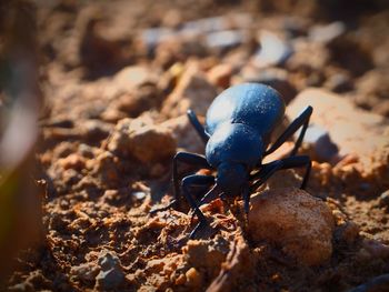 Close-up of insect on sand at beach