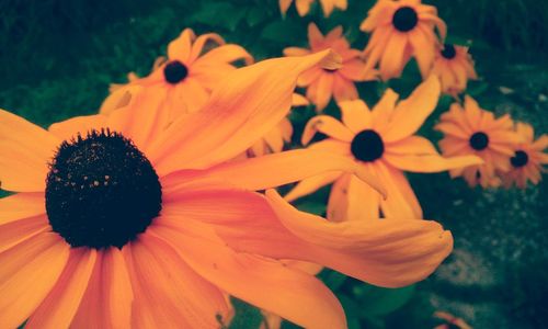 Close-up of yellow flower