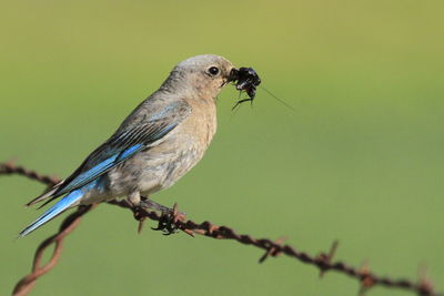 Close-up of bird perching on twig