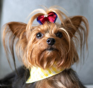 Close-up portrait of a dog