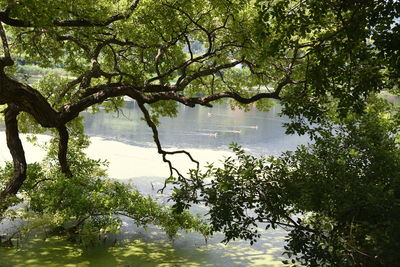 Trees by lake in forest