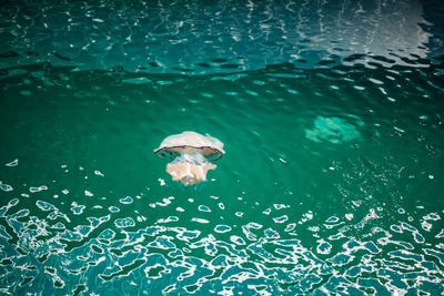 High angle view of jellyfish swimming in sea