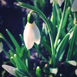 Close-up of flower blooming outdoors