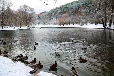 Swans swimming in lake during winter