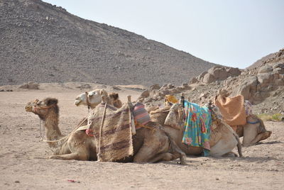 Panoramic view of a desert with camel