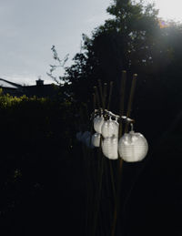 Close-up of potted plants against the sky