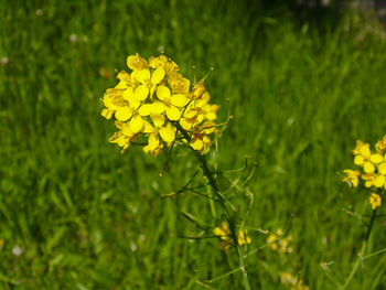 Close-up of yellow flowering plant on field