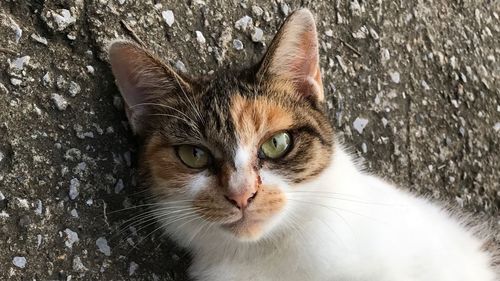 Close-up portrait of cat