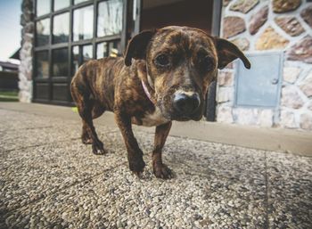 Close-up of puppy walking on sidewalk