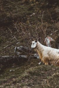 Side view of a mountain goat on field