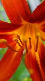 Close-up of red flower