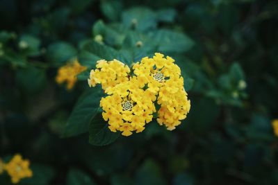 Close-up of yellow flower blooming outdoors