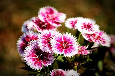 Close-up of pink flowering plants