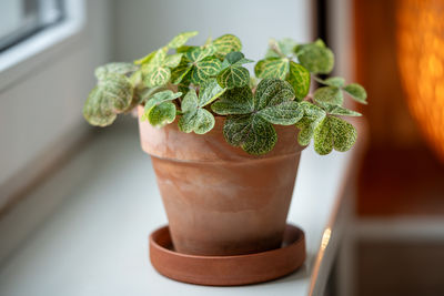 Close-up of potted plant