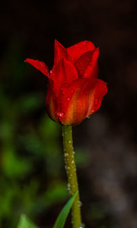 Close-up of red flowers
