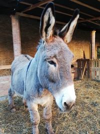 Close-up of horse in stable