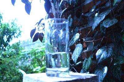 Low angle view of icicles hanging from tree