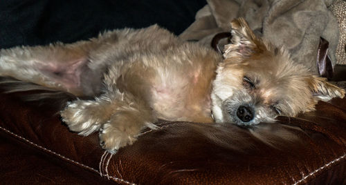 Close-up portrait of dog