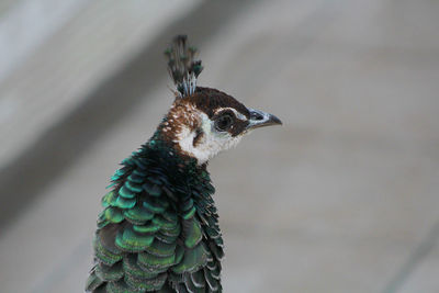 Close-up of a bird looking away