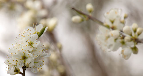 Close-up of white cherry blossom tree