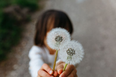 Close up view on two big dandelions in child hands