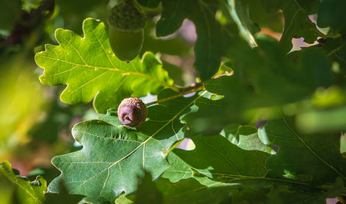 Close-up of snail on leaves