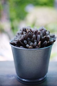 Close-up of potted plant on table