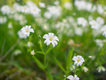 Close-up of white flowers blooming outdoors