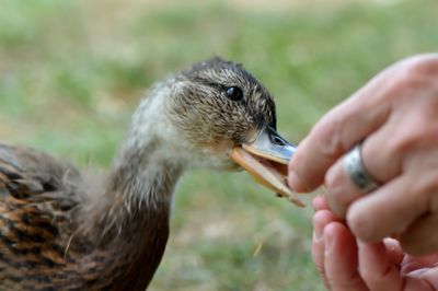 High angle view of young woman feeding duck outdoors